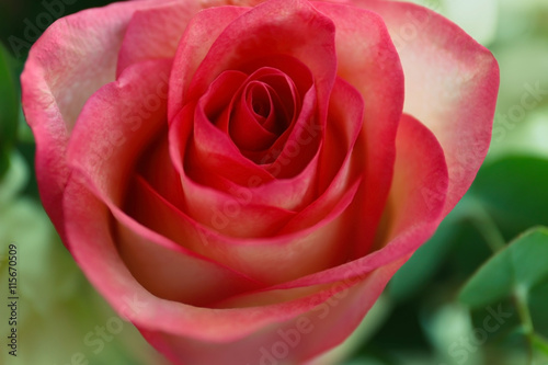 Beautiful rose, closeup