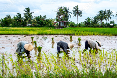 Thai Farmers transplant rice seedlings