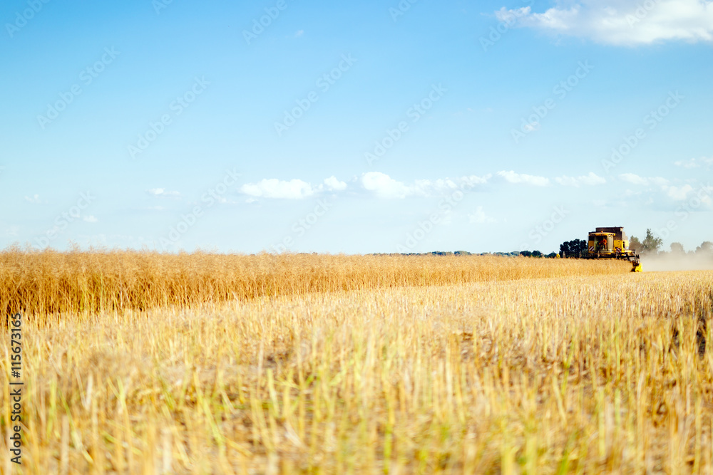 Fototapeta premium Combine working in fields