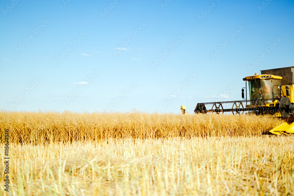 Obraz premium Combine working in fields