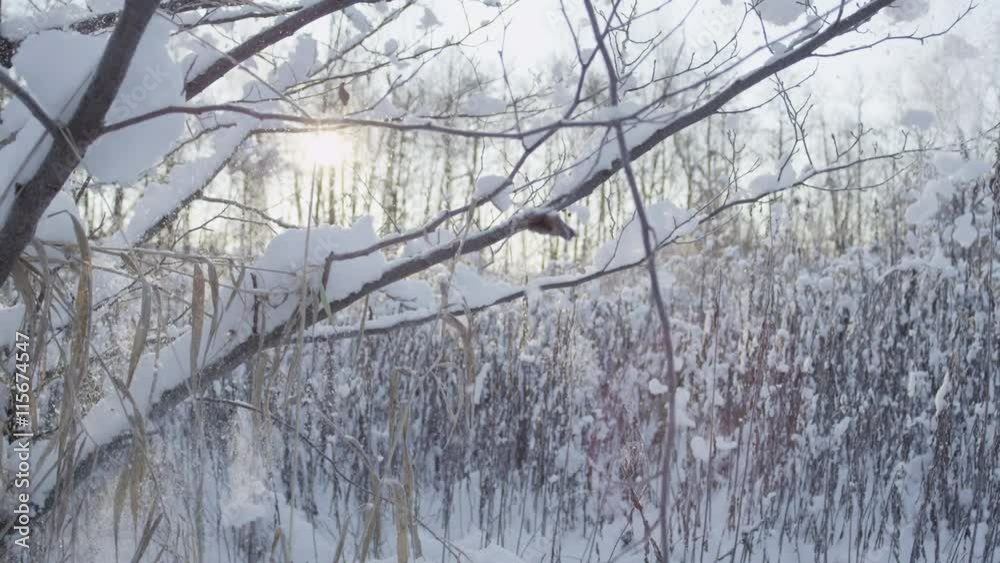 SLOW MOTION CLOSE UP: Snow falling off a branch in winter SLOW MOTION CLOSE UP: Snow falling off a branch in winter