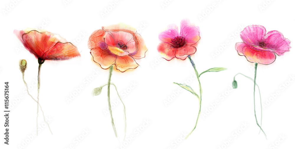 Fototapeta premium Watercolor painting poppy flower. Isolated flowers on white background. Set of Pink and red poppy flower painting. Hand painted watercolor floral, flower background.
