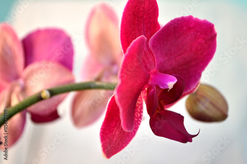 Fototapeta Naklejka Na Ścianę i Meble -  Hot Pink Moth Orchid against White