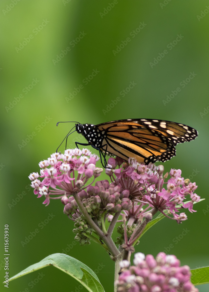 Monarch Butterfly (Danaus Plexippus), a member of the Nymphalidae family is perched down low on Milkweed flower, portrait Monarch Butterfly (Danaus Plexippus), a member of the Nymphalidae family is perched down low on Milkweed flower, portrait