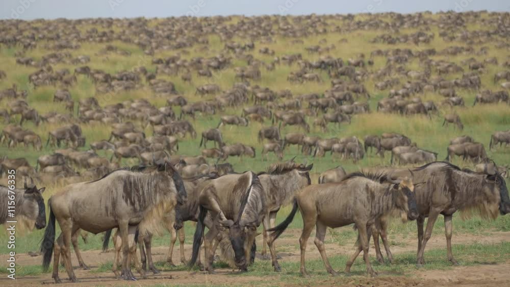 Large herds of wildebeest migration