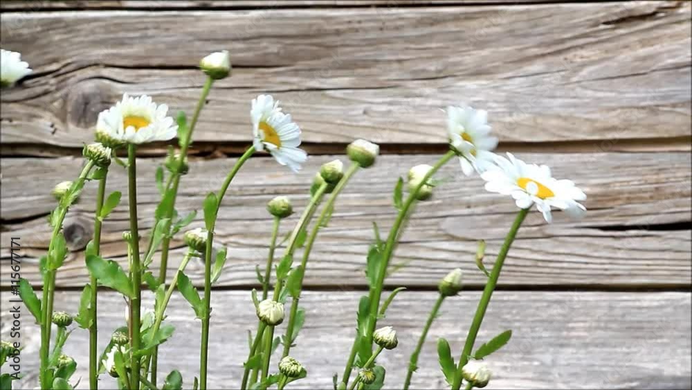 marguerite flower in front of wood

