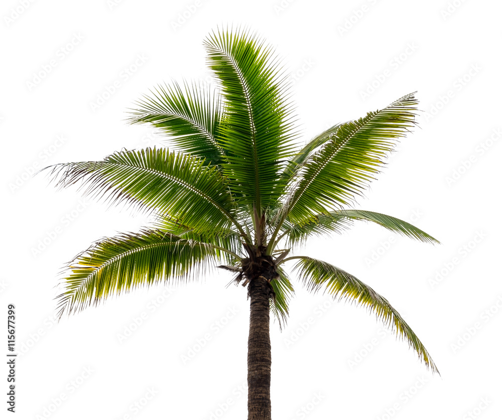 Coconut tree isolate on white background Coconut tree isolate on white background