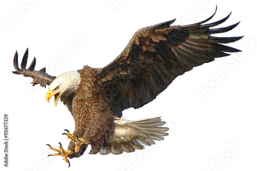 Bald eagle swoop attack head draw and paint vector illustration.