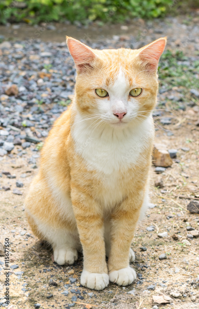 Thai yellow cat sitting on the ground
