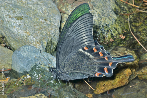 Butterfly (Papilio maackii) 29 photo