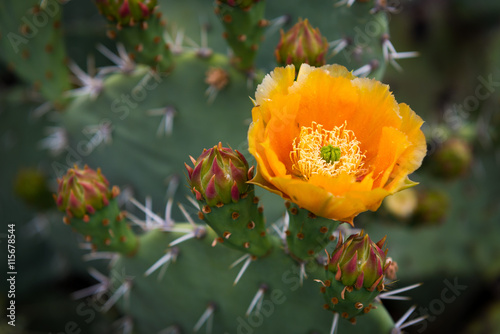 Fototapeta Naklejka Na Ścianę i Meble -  Blooming Prickly Pear