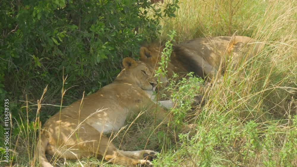 Lions sleeping under the tree in Africa