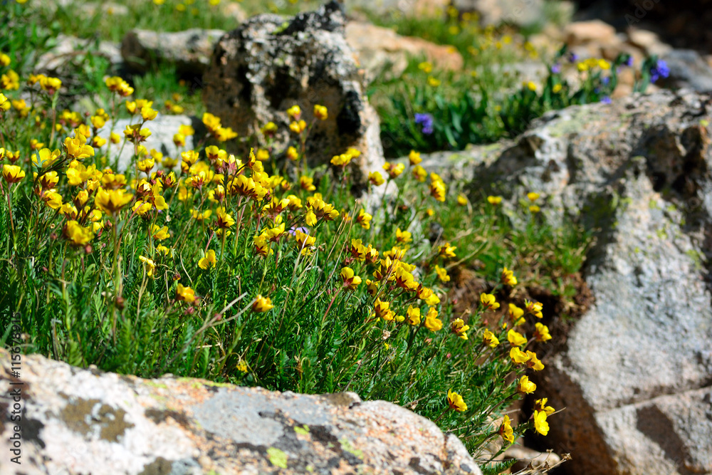 Obraz premium Yellow Ross Alpine Aven Wildflower Flower with Rocks