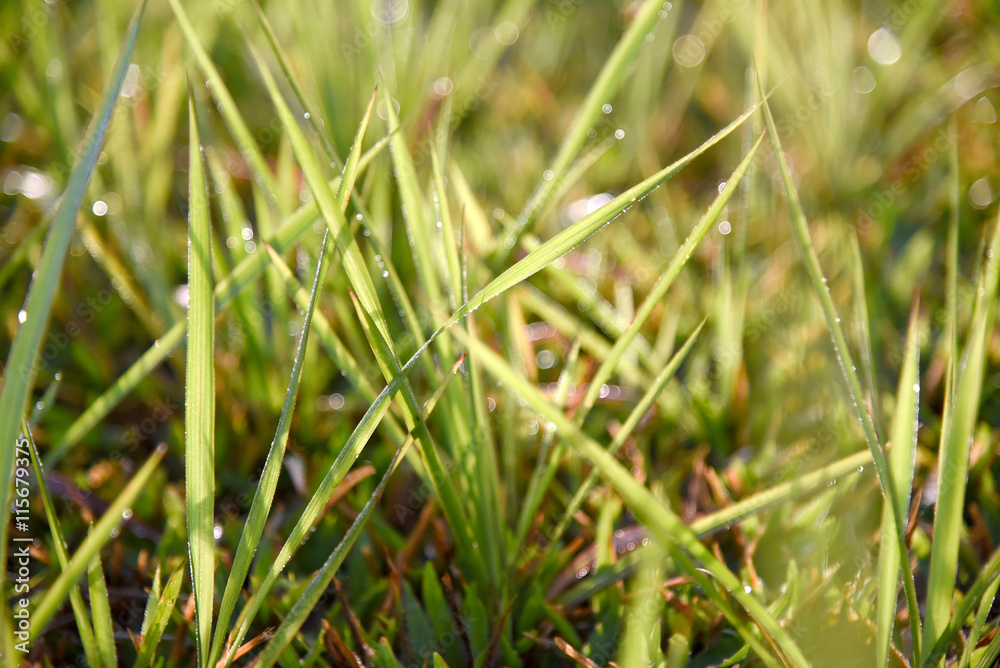 Bright spring grass field with sunlight background Bright spring grass field with sunlight background