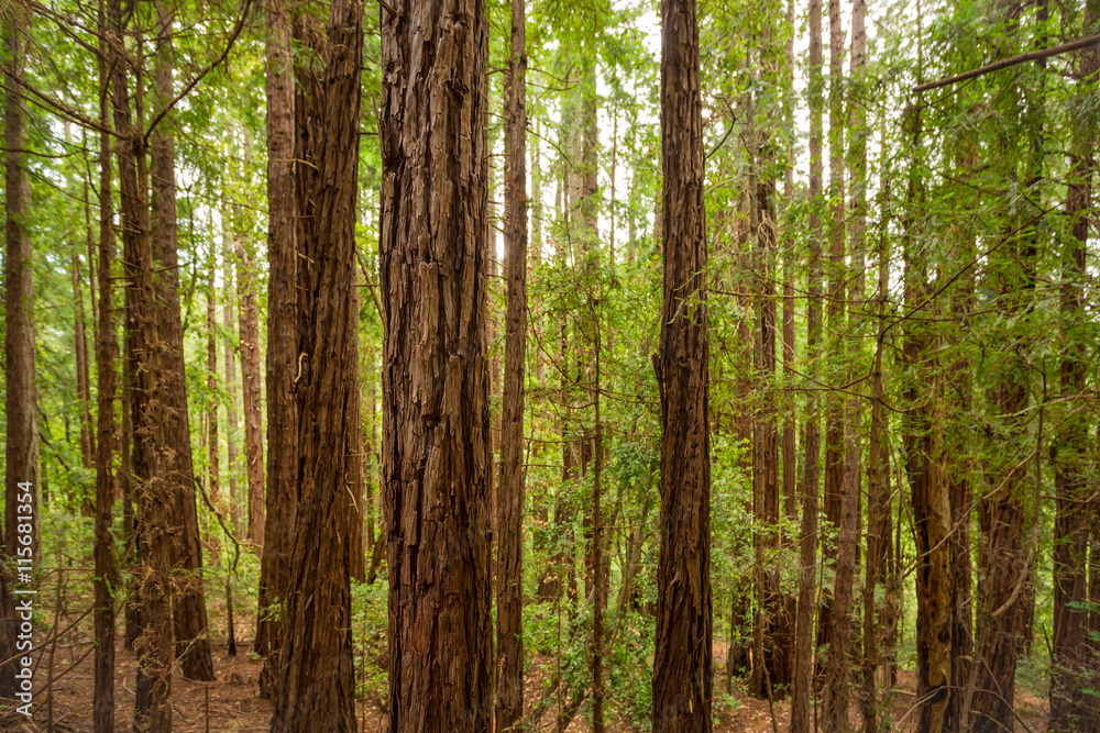 Obraz premium Sequoia