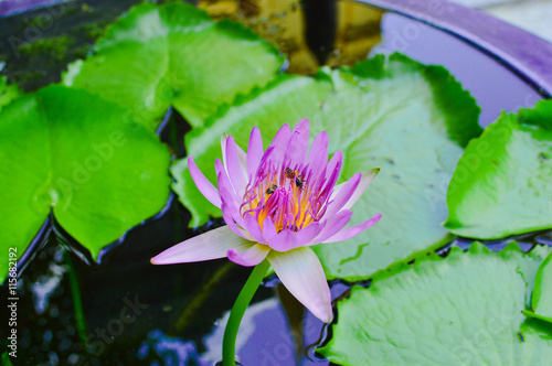 pink lotus flower in the pond with green leaves blurred on background  