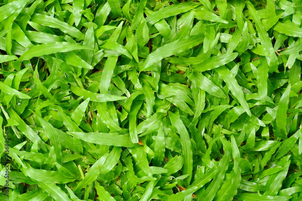 Green grass texture,Green football field grass . Green grass texture from a field .
Green grass texture,Green football field grass . Green grass texture from a field .