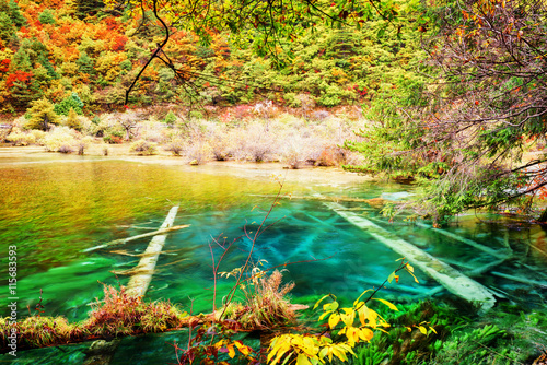 Fototapeta Naklejka Na Ścianę i Meble -  Azure crystal water of lake with submerged tree trunks in autumn