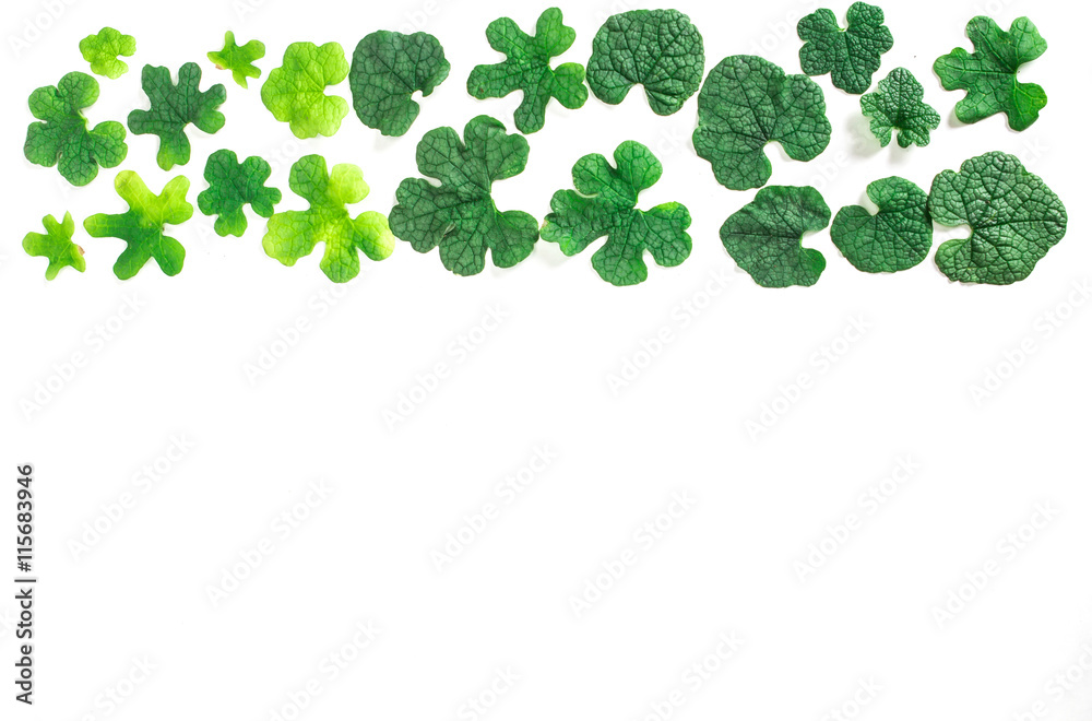 flat lay of green leaves as frame border on white background flat lay of green leaves as frame border on white background