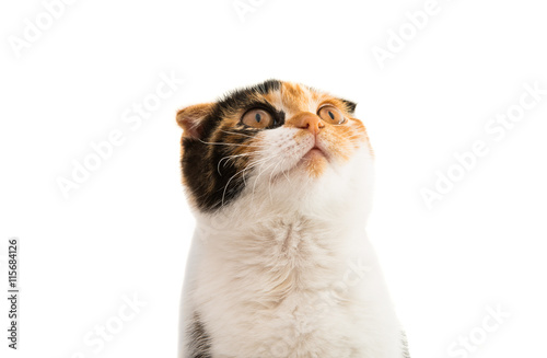 Fototapeta Naklejka Na Ścianę i Meble -  Scottish cat