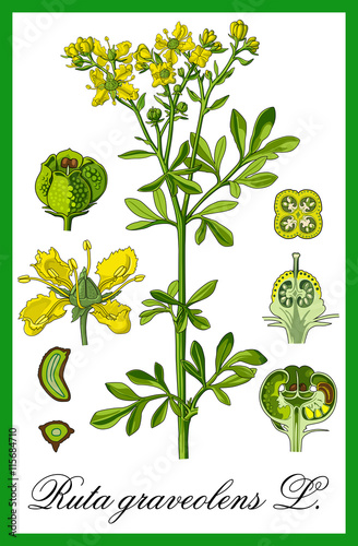 common rue herbal 