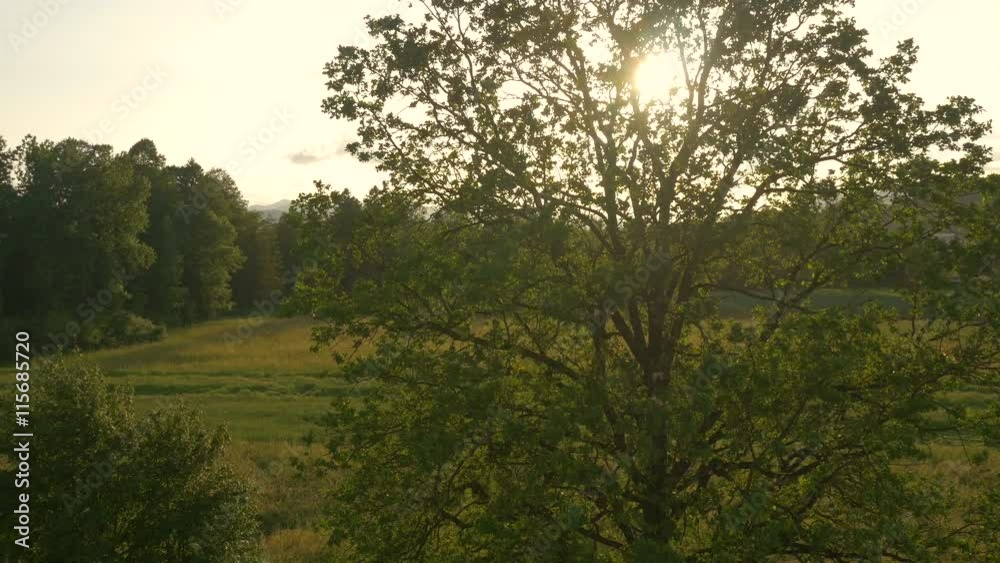 AERIAL: Sun shining through three branches at sunset AERIAL: Sun shining through three branches at sunset