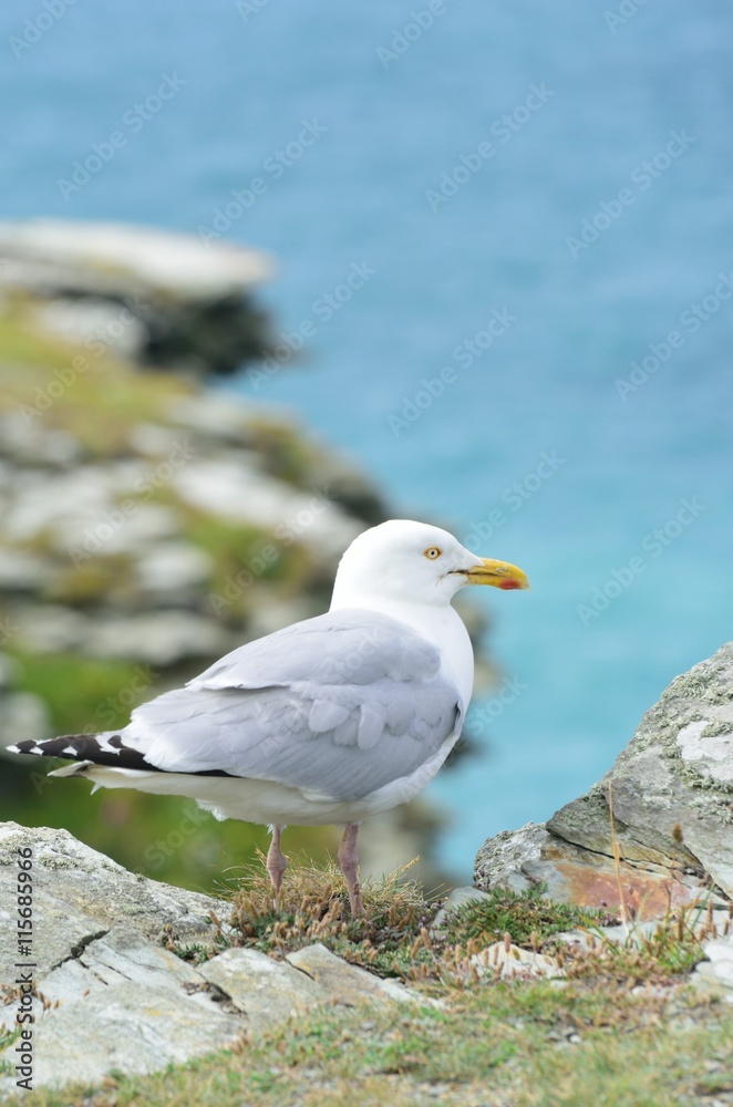 Seagull pearhed on cliff by coast Seagull pearhed on cliff by coast