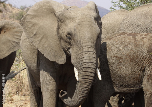 African bush elephant, Loxodonta africana at Pilanesberg Nationa