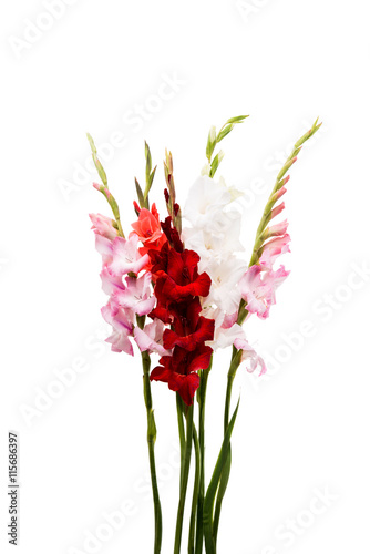 gladiolus flower isolated