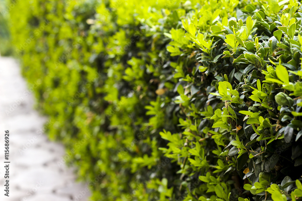 Boxwood bush after cutting, young green leaves