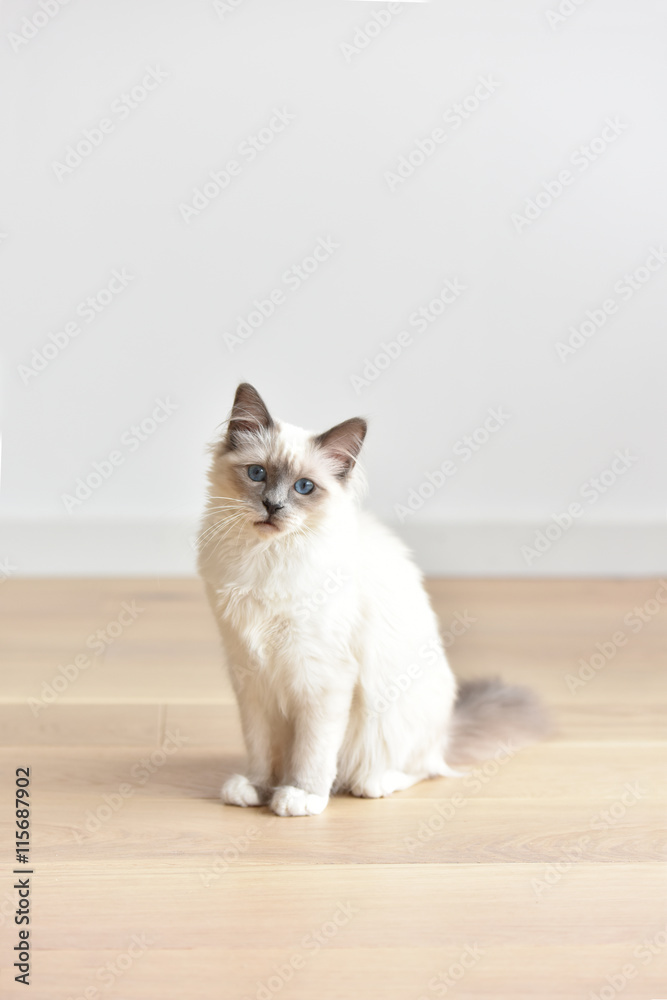 Portrait of Sacred of Birmanie kitten, cat