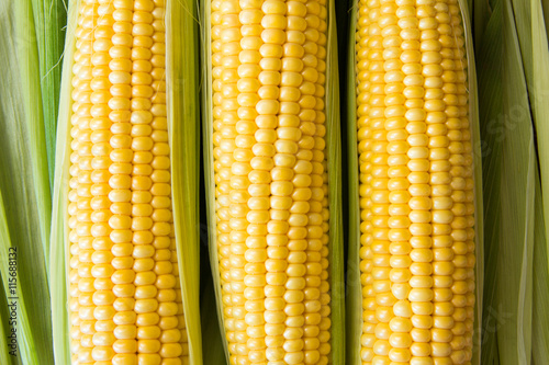 Ripe corn grains on cob and green leaves. Closeup
