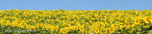 wide panorama with sunflowers field under blue sky in Ukraine