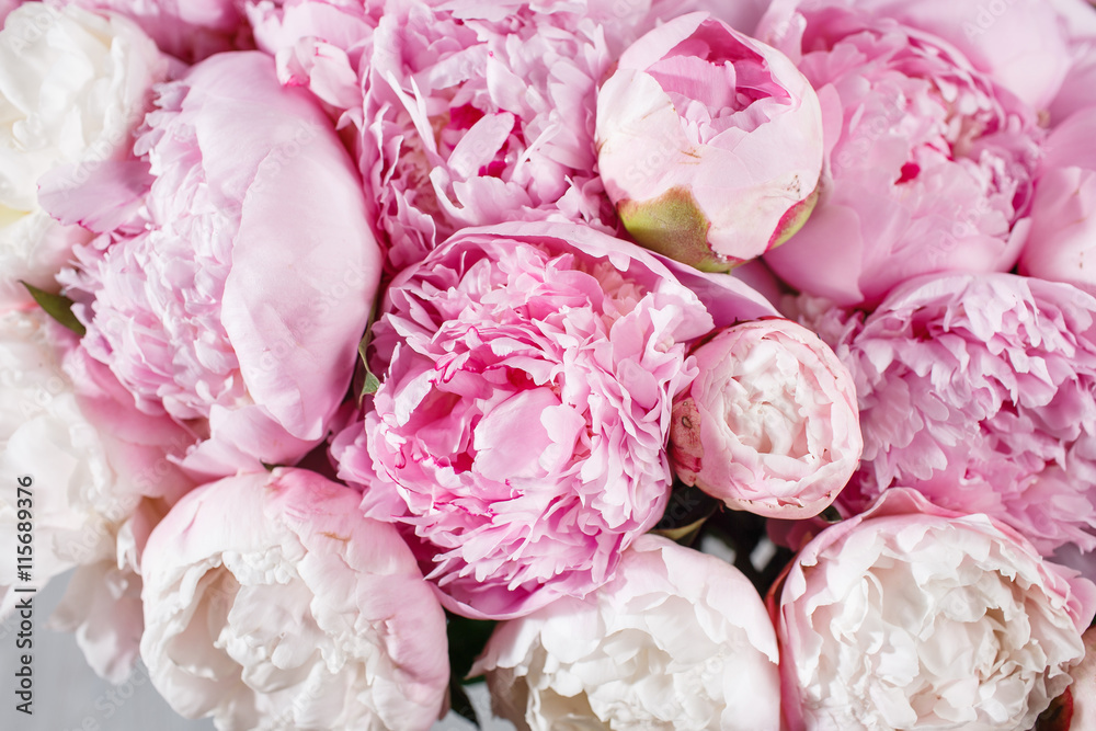 fresh bright blooming peonies flowers with dew drops on petals. white and pink bud