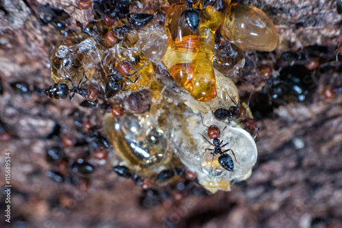 Red head ant honeypot Myrmecocystus close up photo