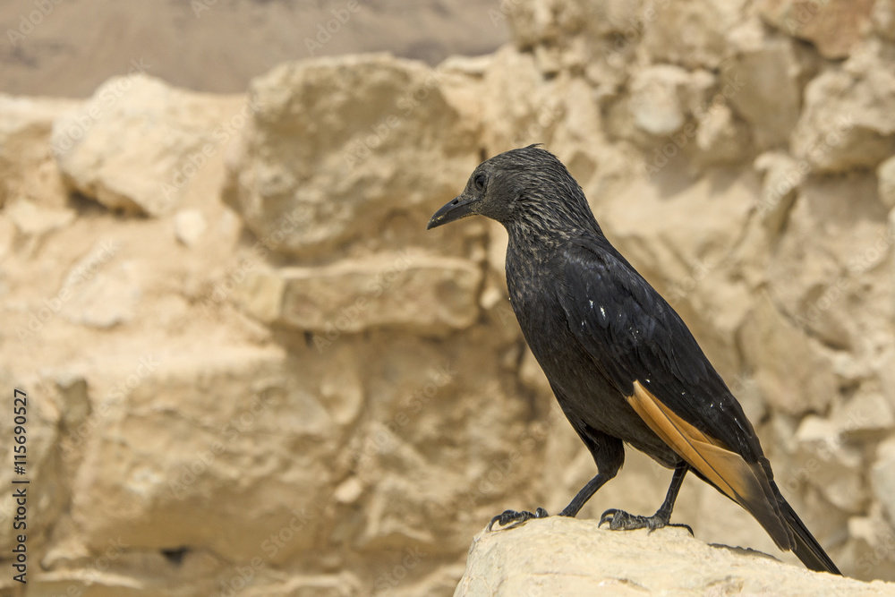 Fototapeta premium Tristramstar (Onychognathus tristramii)