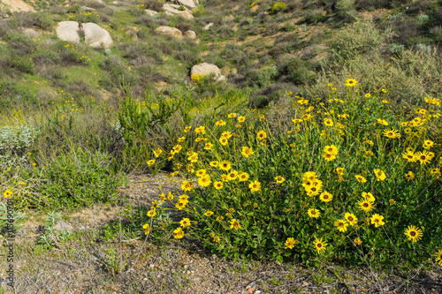 Fototapeta Naklejka Na Ścianę i Meble -  Yellow Daisy Wildflower Cluster