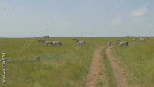 AERIAL: Driving through African safari pass the zebras