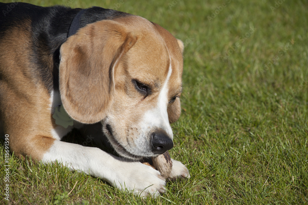 sweet beagle plays in a garden
