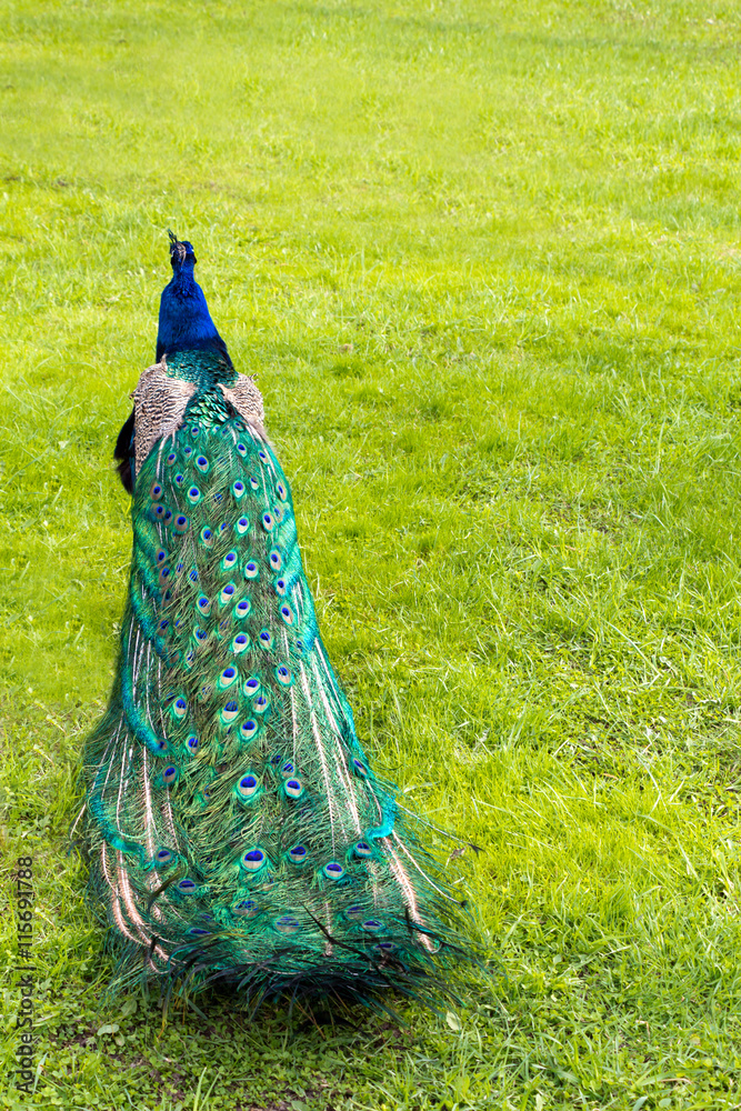 Obraz premium Colorful folded peacock's tail in the background of green grass