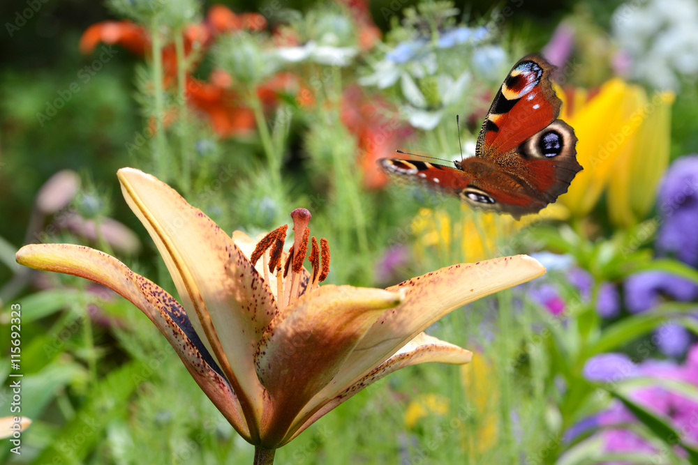 Naklejka premium Blumen 647