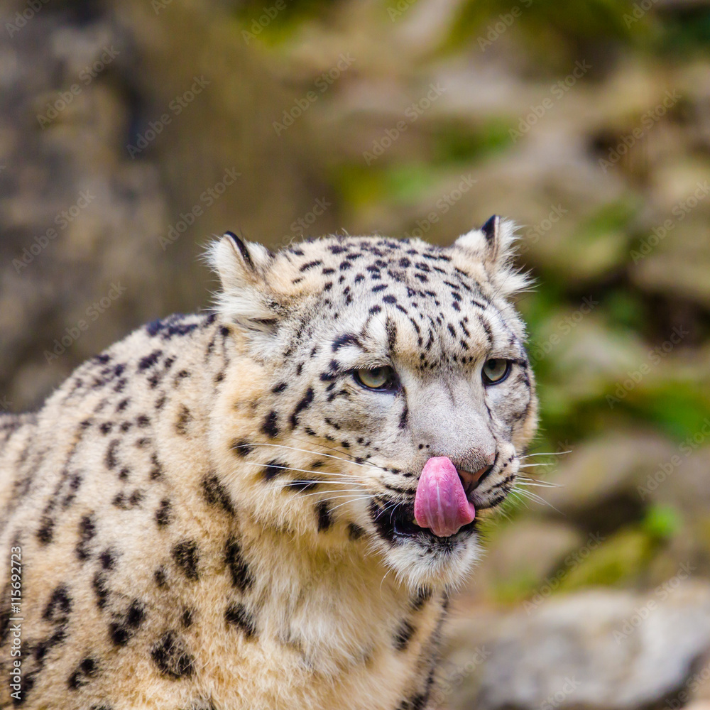 Naklejka premium Portrait of a hungry snow leopard (Uncia uncia)