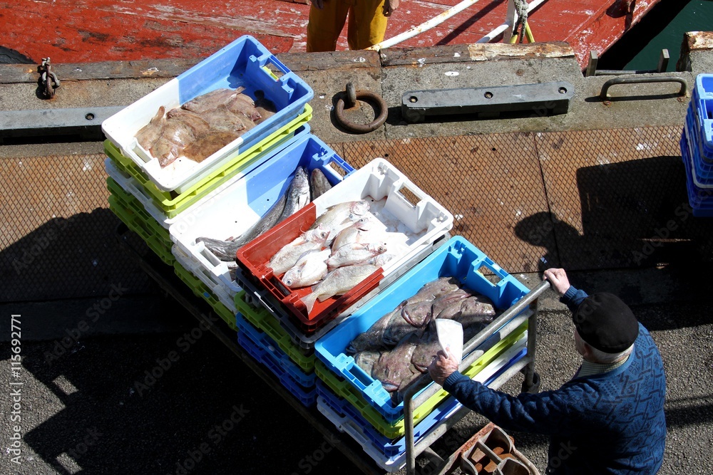 arrivage de poisson au port du Guilvinec, Bretagne