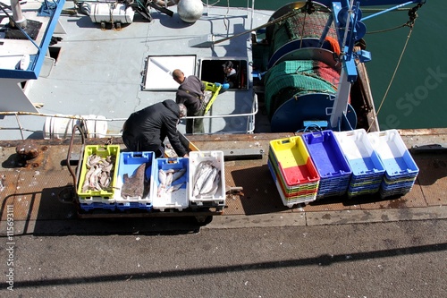arrivage de poisson au port du Guilvinec, Bretagne