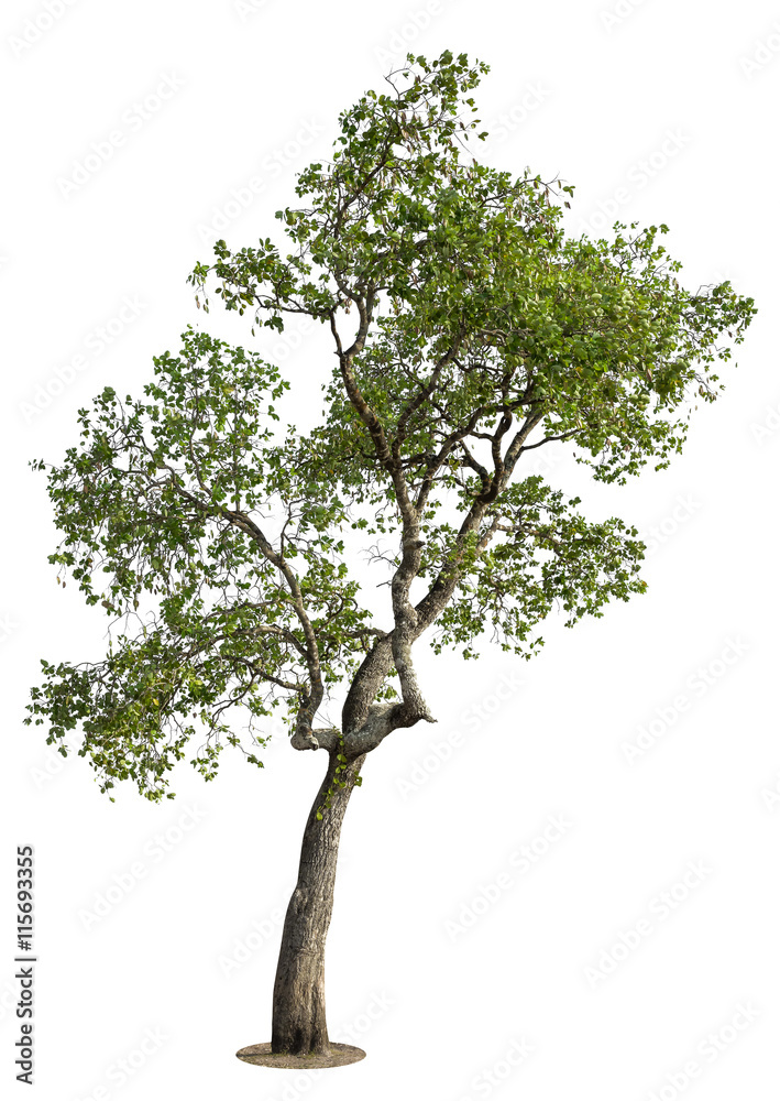 Obraz premium Tree isolated on white background