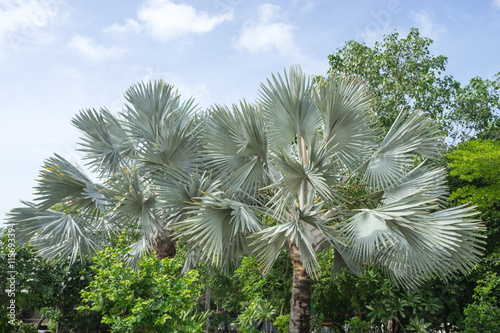 Valokuvatapetti texture of bismarck plam a king of sugar palm tree