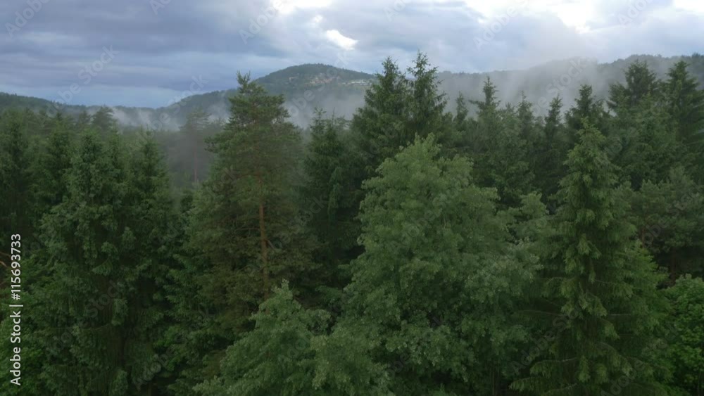 AERIAL: Flying over the misty forest AERIAL: Flying over the misty forest