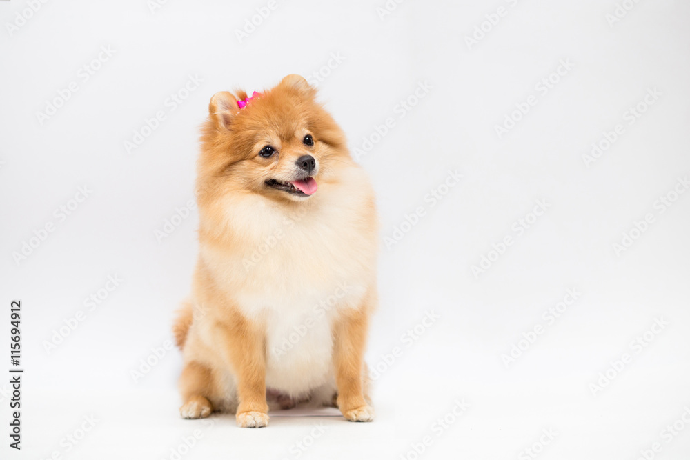 Pomeranian dog on a white background