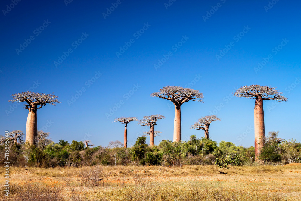 Baobabs StockFoto Adobe Stock