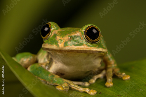 Close up of a Peacock tree frog perched on a leaf with green background.